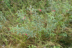 Macroptilium lathyroides var. semierrectum